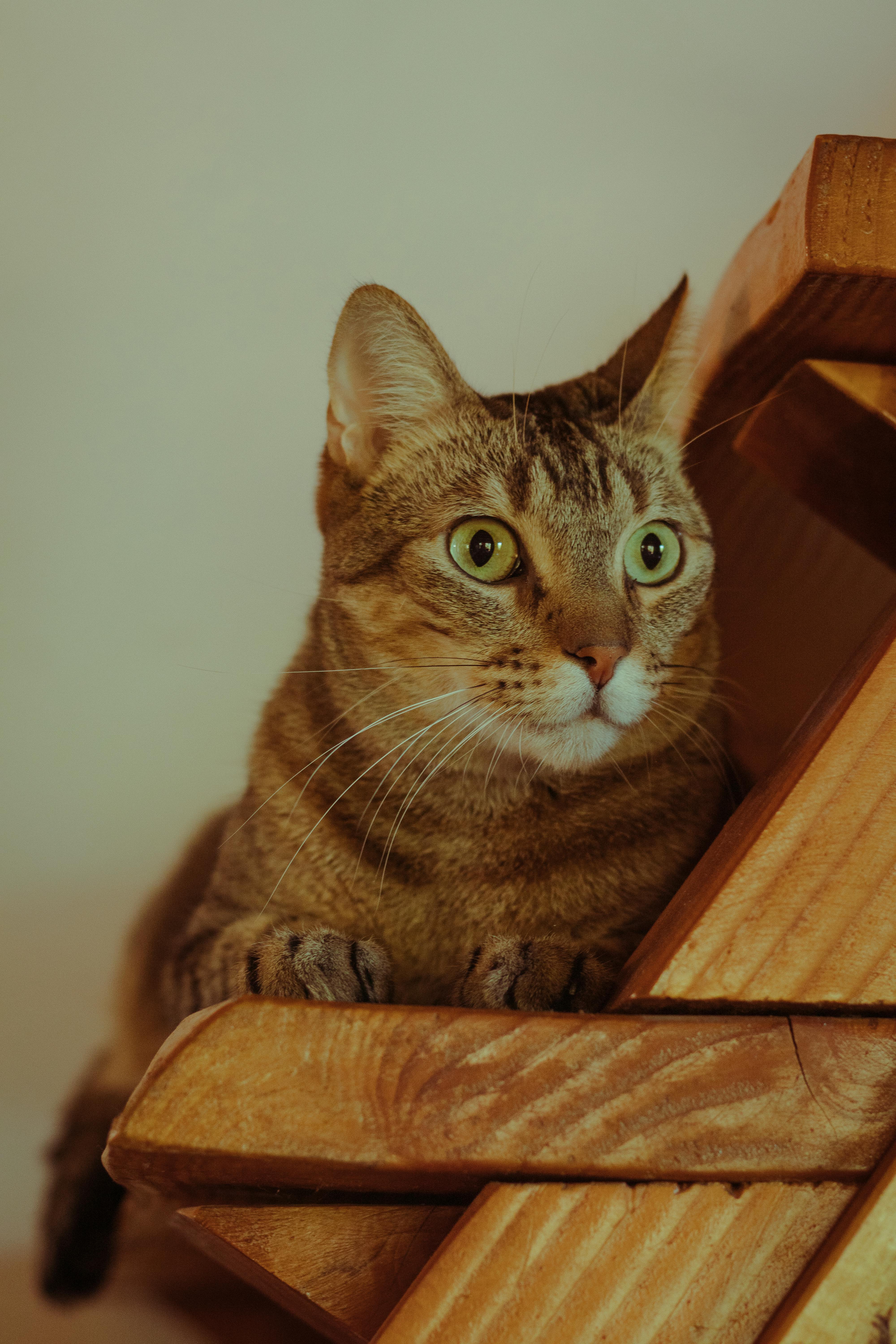 A cat resting with its paws on a wooden surface, looking alert.